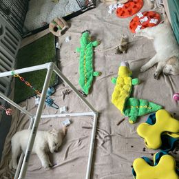 Golden Retriever Puppies from Mia Ragazza Golden Retrievers