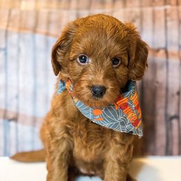Goldendoodle Puppies from Zink Doodles