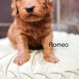 Romeo - Red  male Goldendoodle puppy in Pasco, Washington from Camp Doodle Woods