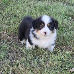 This young man is a full fluffy tri. I beleive he may keep his black head like his momma. - Black and tan male Pembroke Welsh Corgi puppy in Harrisburg, Illinois from Parish Corgis
