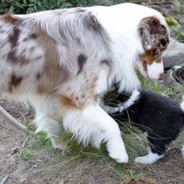 Australian Shepherd Puppies from Ashfall Australian Shepherds