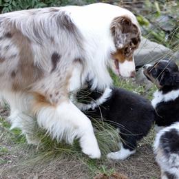Australian Shepherd Puppies from Ashfall Australian Shepherds