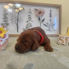 Red girl - Mahogany female Irish Setter puppy in Clinton, Arkansas from Shakarri Irish Setters