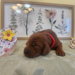 Red girl - Mahogany female Irish Setter puppy in Clinton, Arkansas from Shakarri Irish Setters