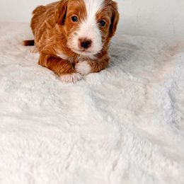 Aussiedoodle Puppies from Cotton Lane Puppies