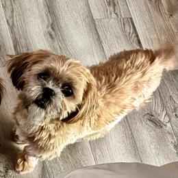 Mocha - Red and white female Shih Tzu puppy in Allendale, Michigan from Rooks' Shih Tzus