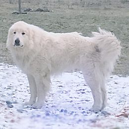 Quy - Great Pyrenees