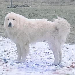 Quy - Great Pyrenees
