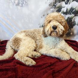 Rowan - Goldendoodle