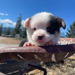 Pembroke Welsh Corgi Puppies from Top-Notch Paws