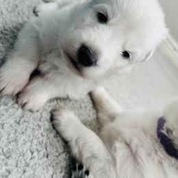 Berger Blanc Suisse Puppies from Moonlight Berger Blanc Suisses