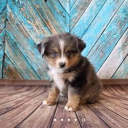 Peter - Blue merle male Toy Australian Shepherd puppy in West Point, Nebraska from Plum Creek Aussies