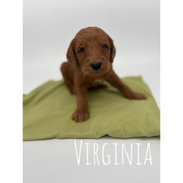 Virginia - Red  female Goldendoodle puppy in Smithfield, Kentucky from KBK9 Kennels