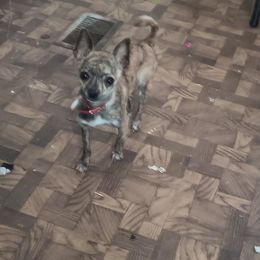 Tigger - Chihuahua