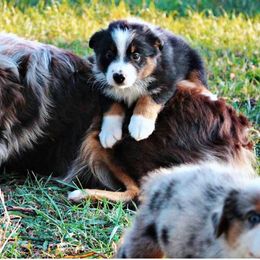Miniature Australian Shepherds and Toy Australian Shepherds from 2Lazy2P Mini Aussies