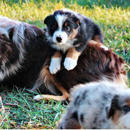 Miniature Australian Shepherds and Toy Australian Shepherds from 2Lazy2P Mini Aussies
