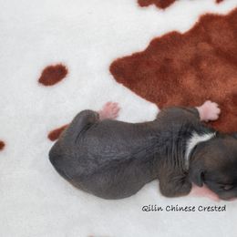 Chinese Crested Puppies from Qilin Chinese Crested