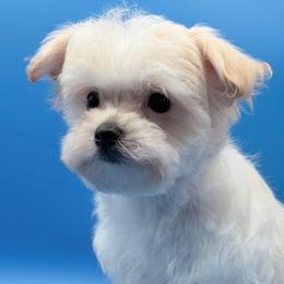 Theodore - White and lemon male Morkie puppy in Flagler Estates, Florida from Fiesta Pups