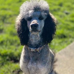 Ruby  - Poodle
