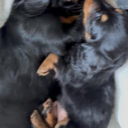 Dachshund Puppies from Birkin’ Paws
