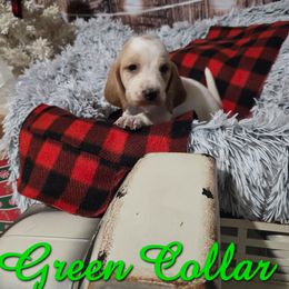 GREEN BOY - Lemon and white male Basset Hound puppy in Snow Camp, North Carolina from V's Southern Angels