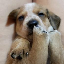 Dachshund Puppies from Long Dogs Yellow Farm