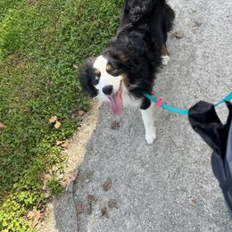 Miniature Australian Shepherd All Grown Up from Sunset Cowgirl Mini Aussies