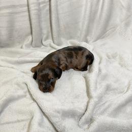 Nala - Dapple female Dachshund puppy in El Mirage, Arizona from Topstar Doxies