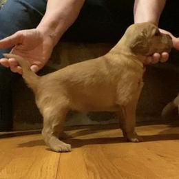 Golden Retriever Puppies from Aurora's Northern Goldens