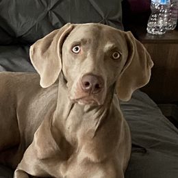 Frannie Mae  - Weimaraner