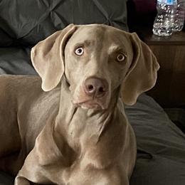 Frannie Mae  - Weimaraner