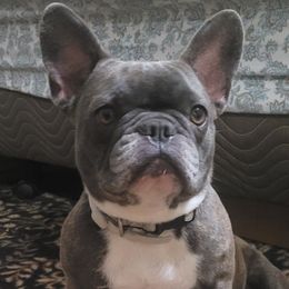 Misty - French Bulldog