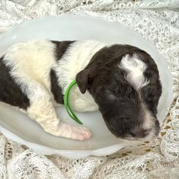 Graham - Parti male Labradoodle puppy in Candler, North Carolina from Maple Bakin’ Doodles