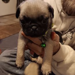 Boy 2 - Fawn Pug puppy in Duluth, Minnesota from Miller Pugs and Hugs