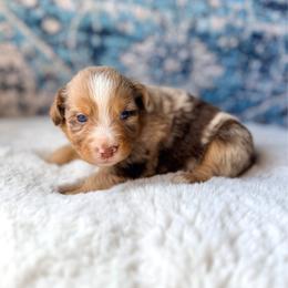 Chunky Monkey - Red merle male Miniature Australian Shepherd puppy in Dayton, Washington from Rafter 22 Aussies
