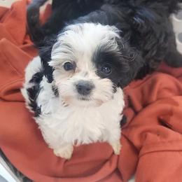 Talia - Black and white female Cockapoo puppy in Ellensburg, Washington from Dawn to Dusk Cockapoos