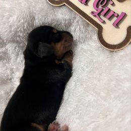 Lily - Black and tan female Dachshund puppy in Miami, Florida from Maitime Dachshund