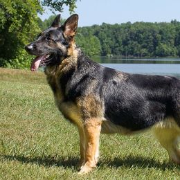 German Shepherds from He Reigns