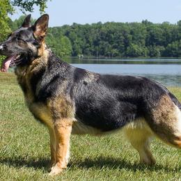 German Shepherds from He Reigns