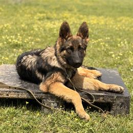 Owen - German Shepherd