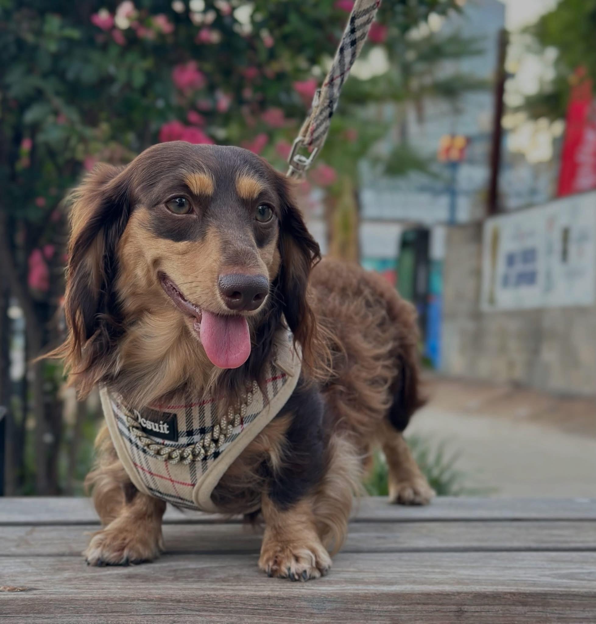 Bootsie (Rowdy Pawhouse)