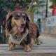Bootsie (Rowdy Pawhouse)