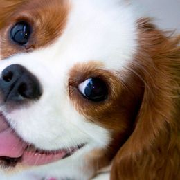 Cavalier King Charles Spaniels from Phoenix Cavaliers - Cavalier King Charles Spaniels
