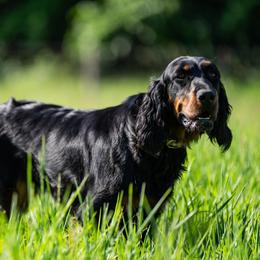 Lexi - Gordon Setter