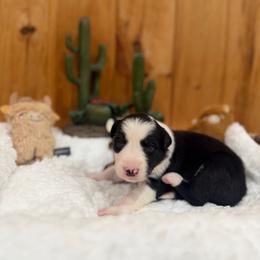 Clementine - Black and white female Border Collie puppy in Owenton, Kentucky from Three16 Ranch