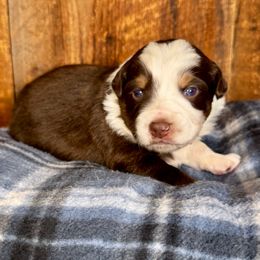 Jingle - Red tri male Miniature Australian Shepherd puppy in Tonasket, Washington from V5 Aussies