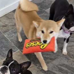 Sachi - Shiba Inu
