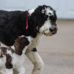 Gryff - Sheepadoodle