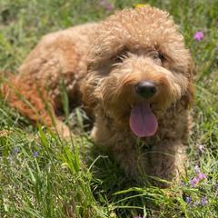 Roux - Goldendoodle