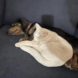 Dachshunds from Storybook Dachshunds